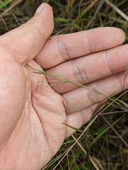 Schizachyrium brevifolium