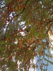 Tamarindus indica