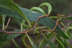 Acacia implexa