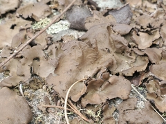 Umbilicaria muhlenbergii