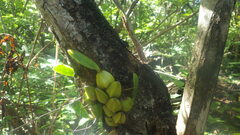 Bulbophyllum histrionicum