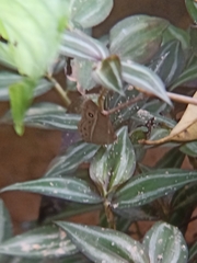 Mycalesis distanti