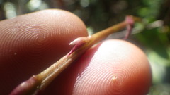 Bulbophyllum histrionicum