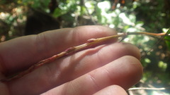 Bulbophyllum histrionicum