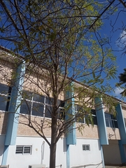 Magnoliopsida