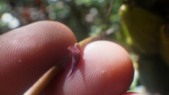 Bulbophyllum histrionicum
