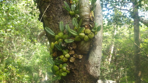 Bulbophyllum histrionicum image