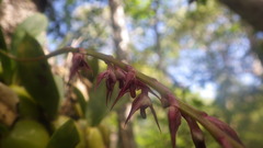 Bulbophyllum histrionicum image