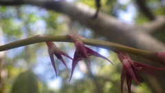 Bulbophyllum histrionicum image