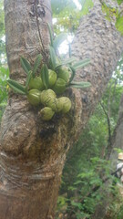 Bulbophyllum histrionicum image