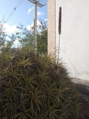 Encholirium spectabile