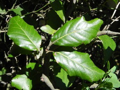 Quercus ilex