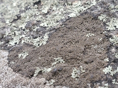 Acarospora fuscata
