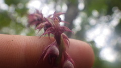 Bulbophyllum histrionicum image