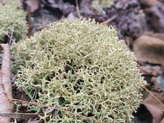 Cladonia uncialis