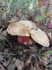 Rubroboletus satanas