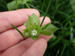 Stellaria media