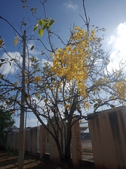 Cassia fistula
