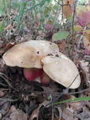 Rubroboletus satanas