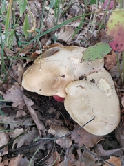 Rubroboletus satanas