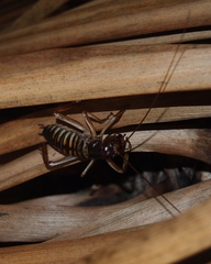 Hemideina crassidens