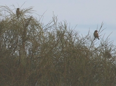 Passer domesticus balearoibericus