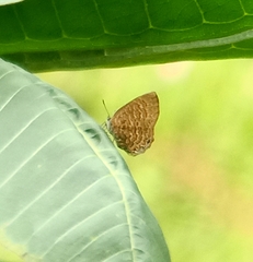 Poritia sumatrae