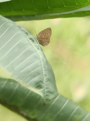 Poritia sumatrae