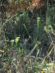 Sarracenia flava