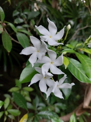 Tabernaemontana divaricata