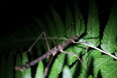Neohirasea hongkongensis