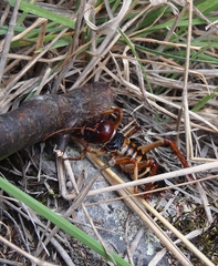Hemideina crassidens