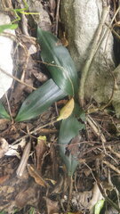 Chlorophytum sylvestre