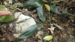 Chlorophytum sylvestre