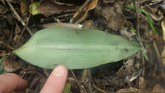 Chlorophytum sylvestre