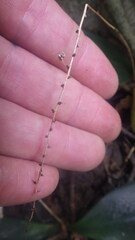 Chlorophytum sylvestre