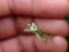 Capsella bursa-pastoris