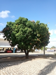 Mangifera indica