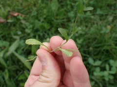 Capsella bursa-pastoris