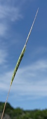 Heteropogon