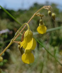 Hermannia althaeoides