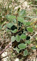 Hermannia althaeoides