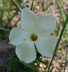 Thunbergia capensis