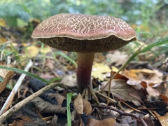 Xerocomellus chrysenteron