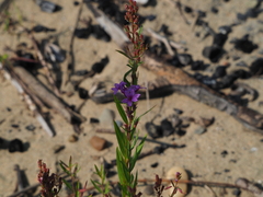 Lythrum virgatum