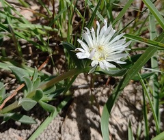 Delosperma litorale