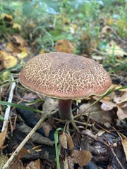 Xerocomellus chrysenteron