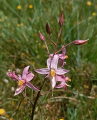 Cyanella lutea rosea