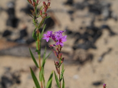 Lythrum virgatum