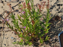 Lythrum virgatum